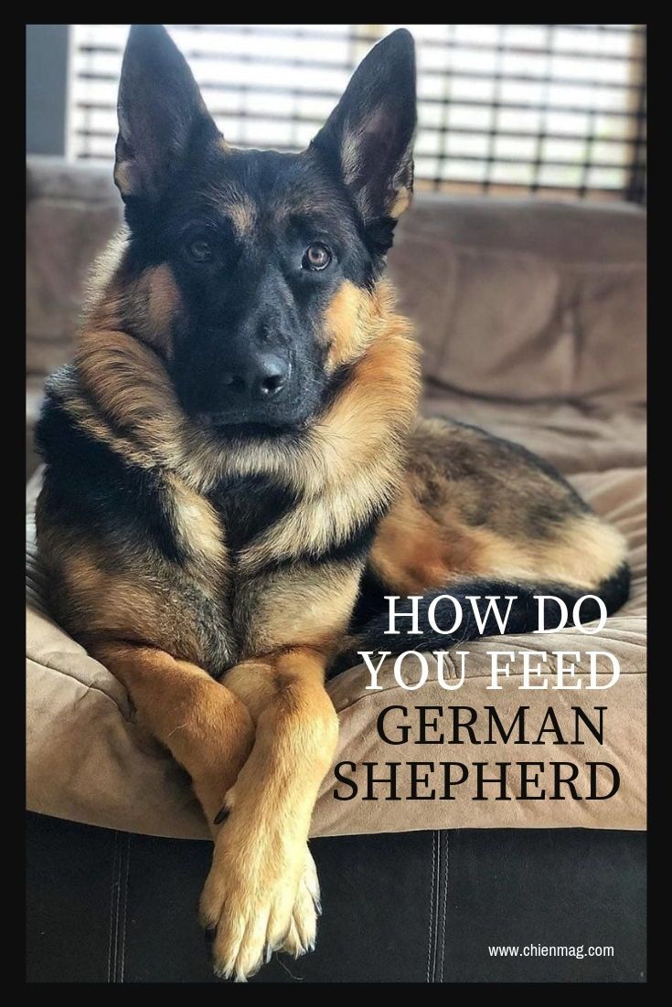 How do You Feed a German Shepherd