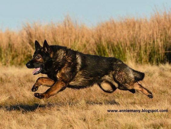 How fast a German Shepherd can run?Click the picture to ...