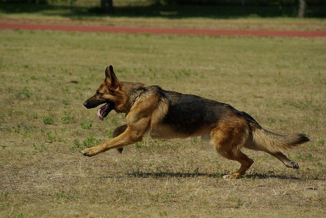 How Fast Can A German Shepherd Run?