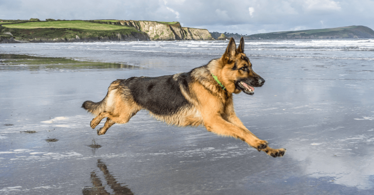 How Fast Do German Shepherds Run? Breed Comparisons  The ...