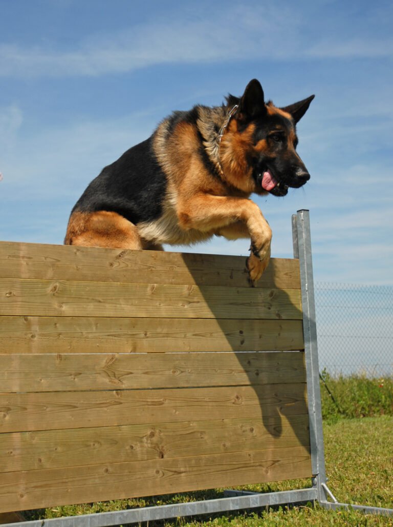 How High Can a German Shepherd Jump? Can They Clear the Fence?