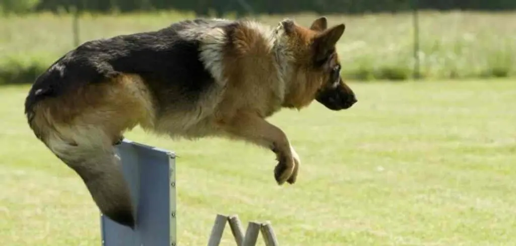 How High Can German Shepherds Jump? Why Do They Jump ...