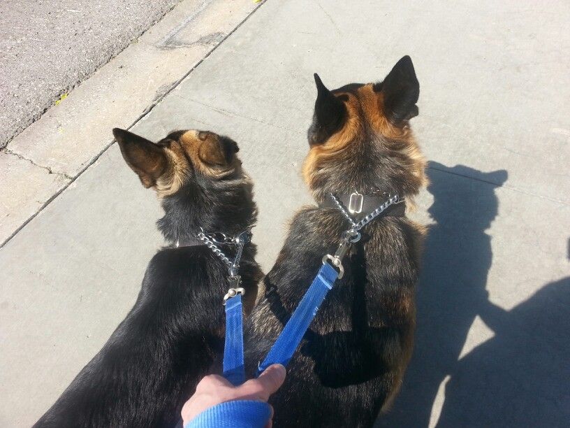 How I walk and jog with my two male German Shepherds