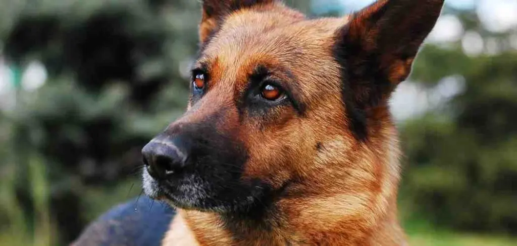 How long can a German Shepherds live?