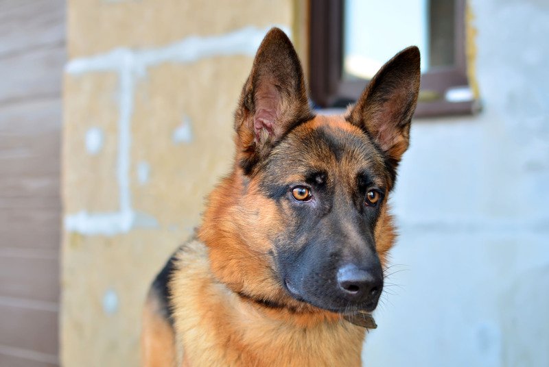 How Long Can German Shepherds Be Left Alone? (Explained ...