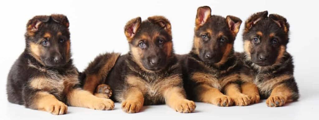 How Long Can German Shepherds Be Left Alone? Guilt