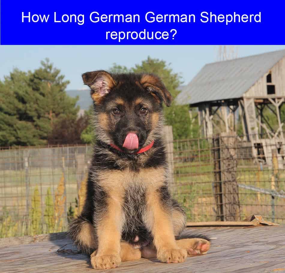 How Long Do German Shepherd Reproduce?