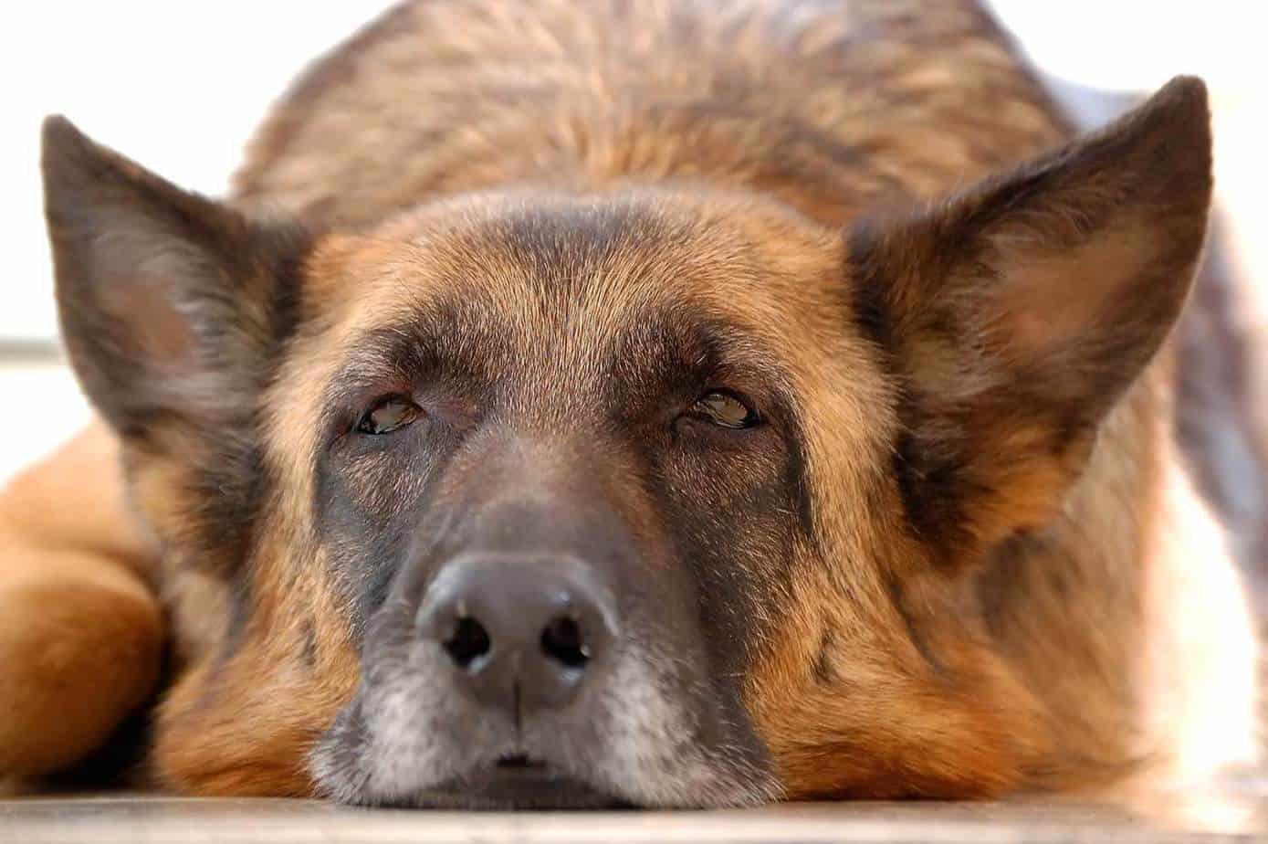 How Long Do German Shepherds Live? 5 Signs Your GSD Life ...