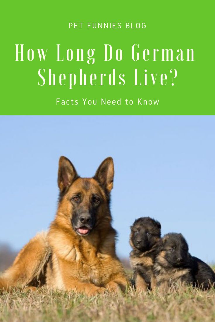 How Long Do German Shepherds Live? Facts You Need to Know ...