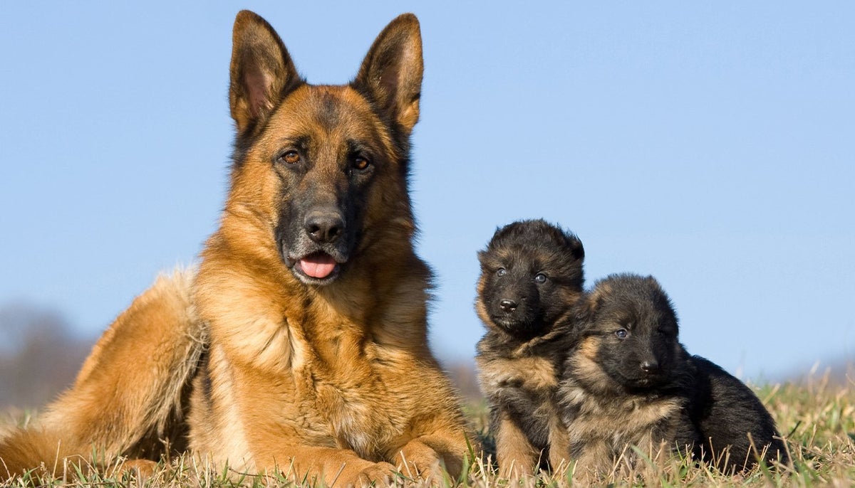 How Long Do German Shepherds Live?  PawSafe