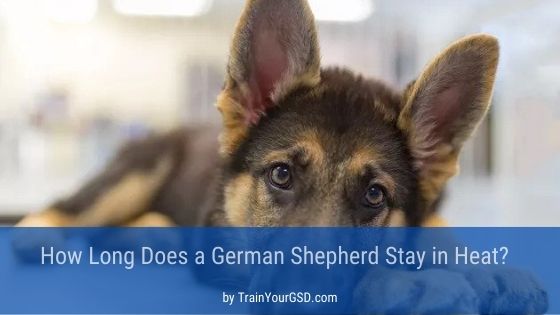 How Long Does A German Shepherd Stay In Heat?