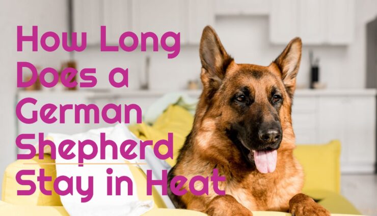 How Long Does a German Shepherd Stay in Heat?
