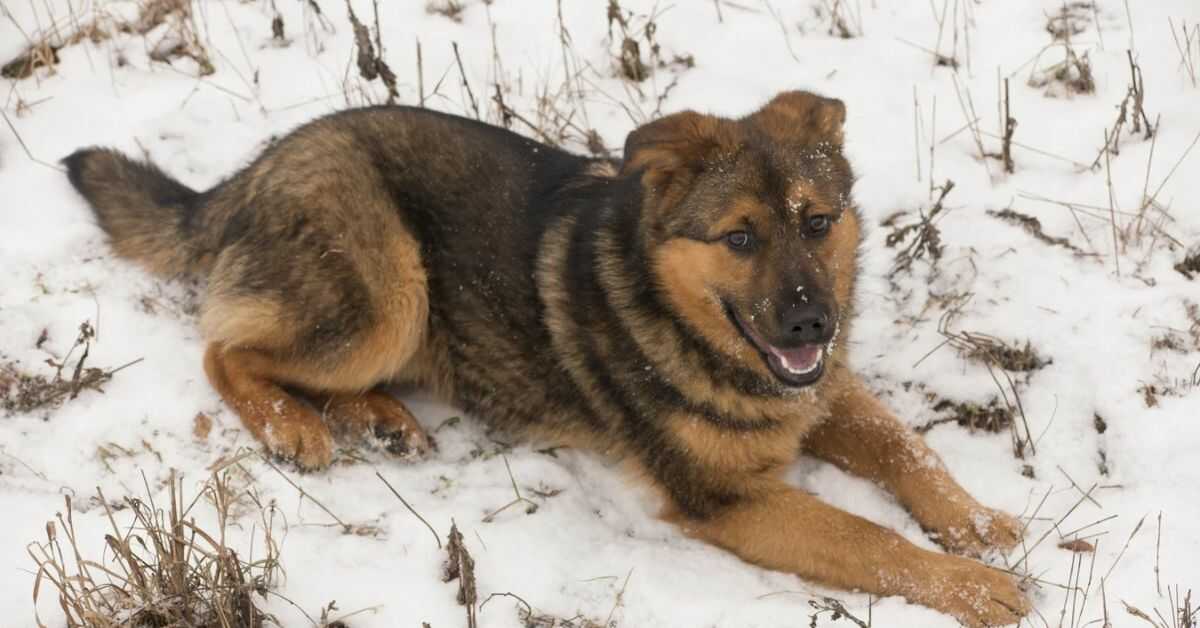 How Long Is A German Shepherd Pregnant For?