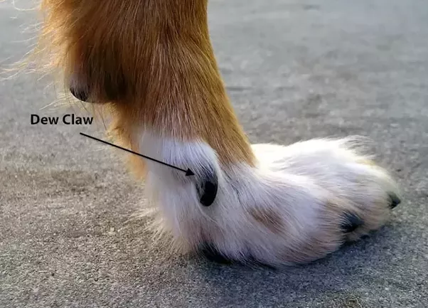 How many claws does a dog have?