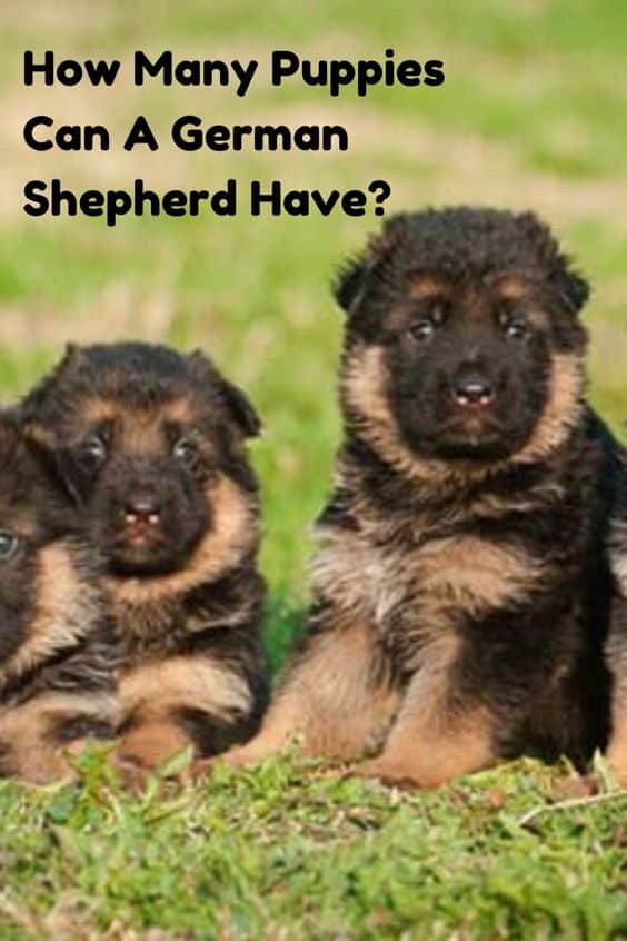 How Many Puppies Can A German Shepherd Have