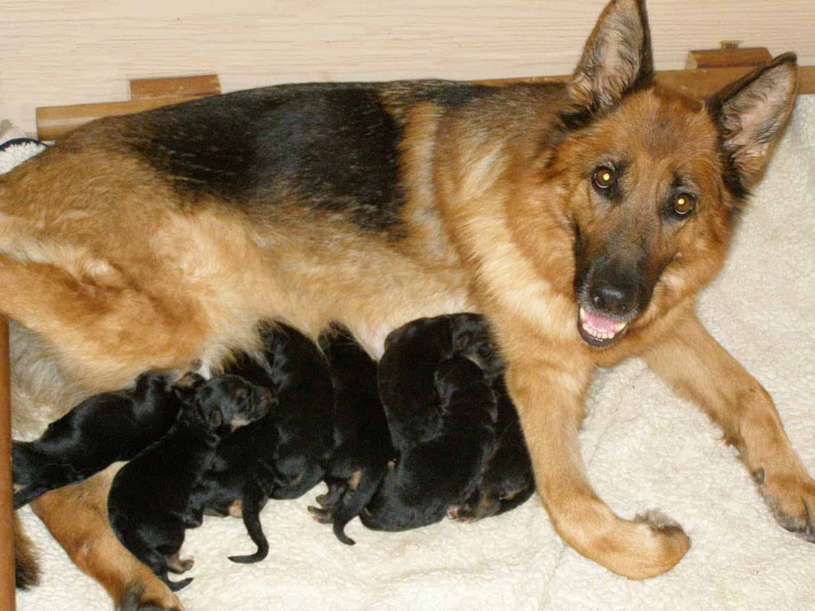 How Many Puppies Can a German Shepherd Have?