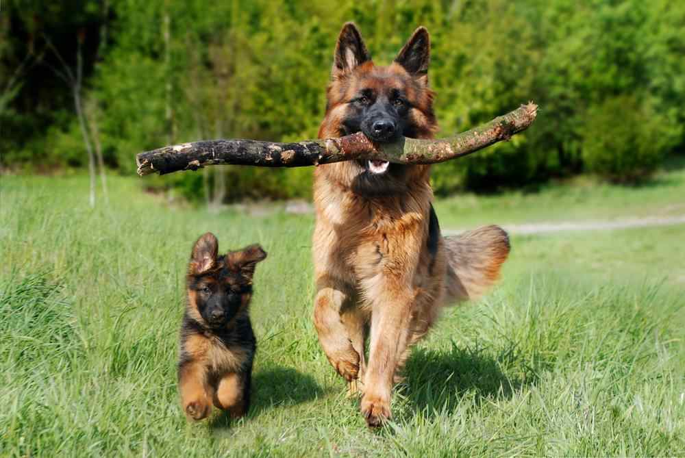 How Many Puppies Do German Shepherd Dogs Have? Calculator ...