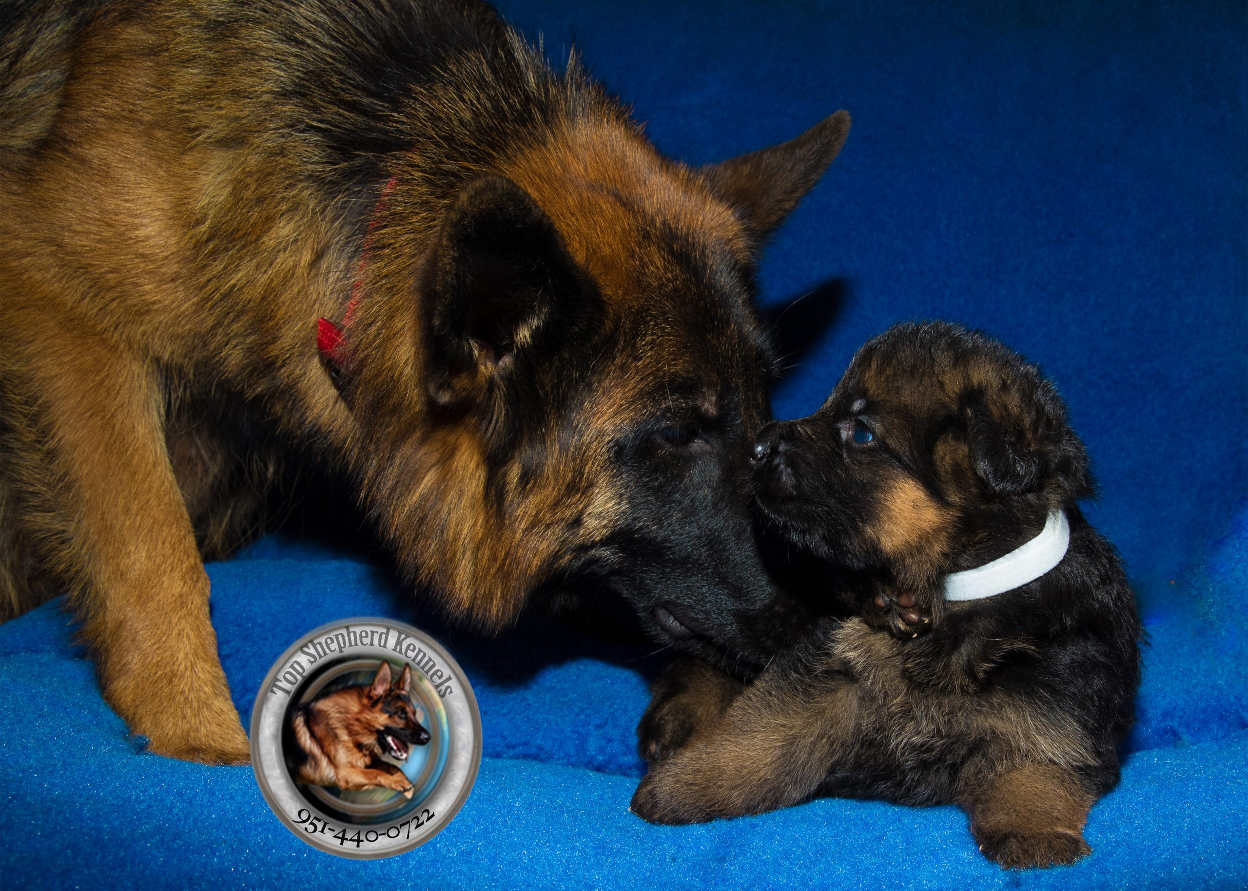 How many puppies do German shepherds have in their first ...