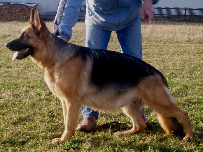 how many times can a german shepherd get pregnant and give
