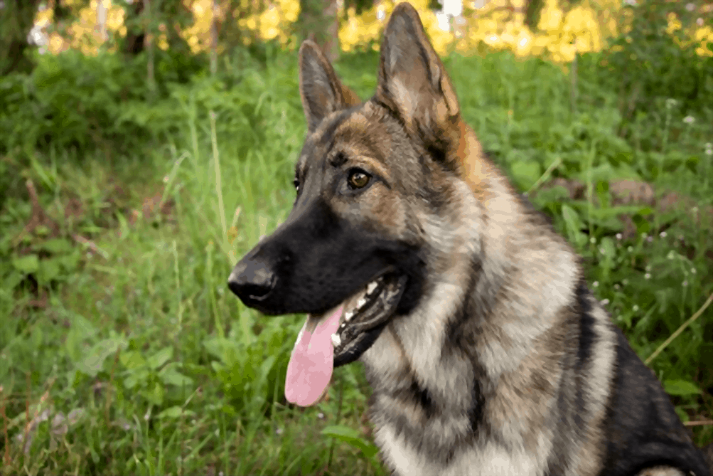 How many types of German shepherd dogs are there?