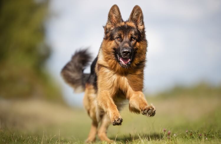 How many types of German Shepherds are there? +variations ...