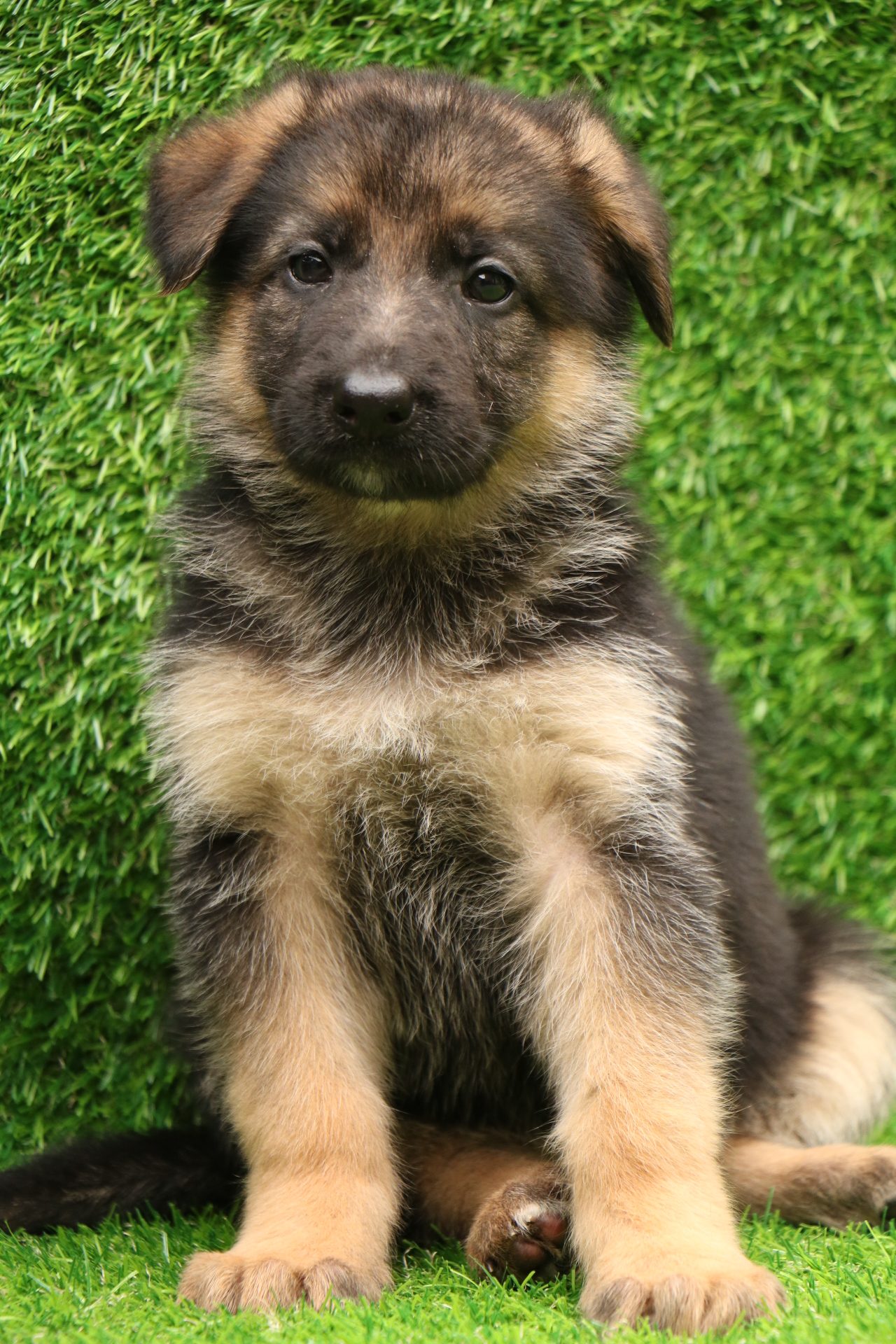 How Much Are German Shepherd Puppies : Feeding A German ...