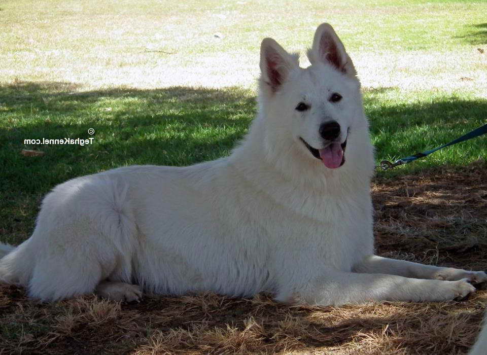 How Much Are White German Shepherd Puppies