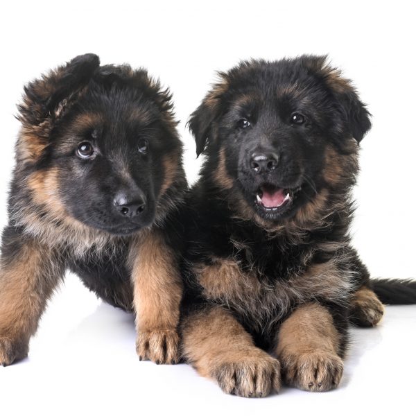 How Much Do German Shepherd Puppies Cost?
