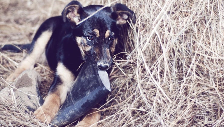 How Much Do German Shepherd Puppies Weigh?