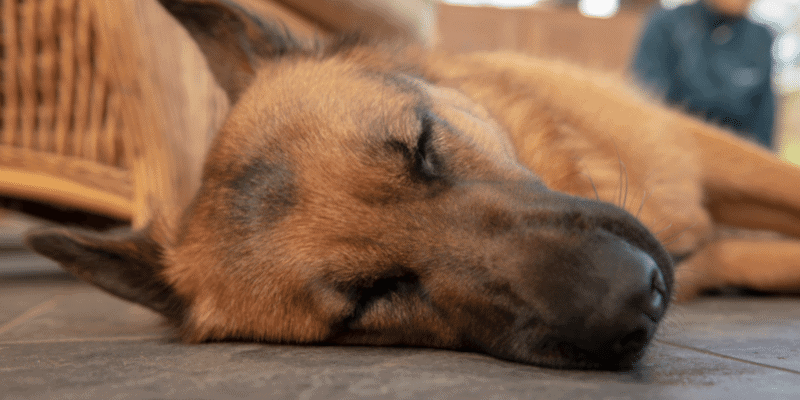 How Much Do German Shepherds Sleep?