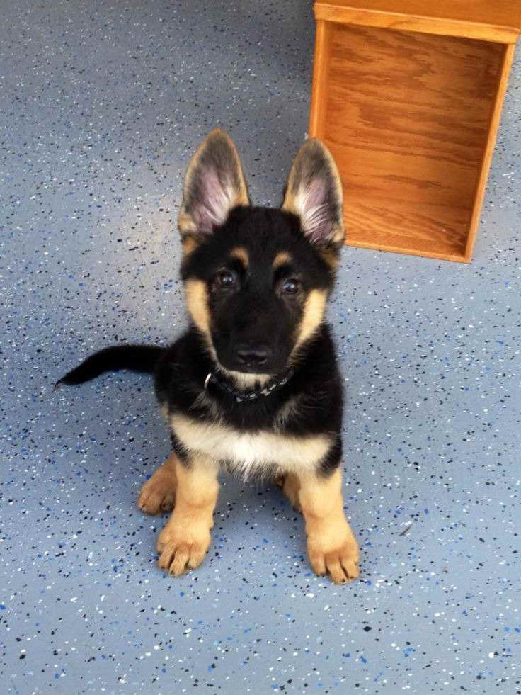 How Much Do Purebred German Shepherd Puppies Cost