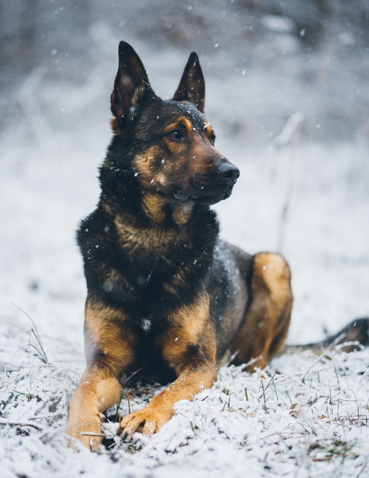 How much does a German Shepherd cost? GSD price!