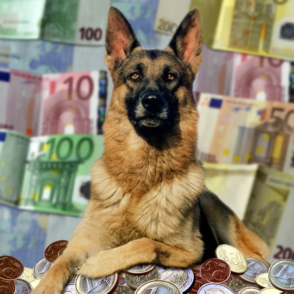 How Much Does A German Shepherd Cost?