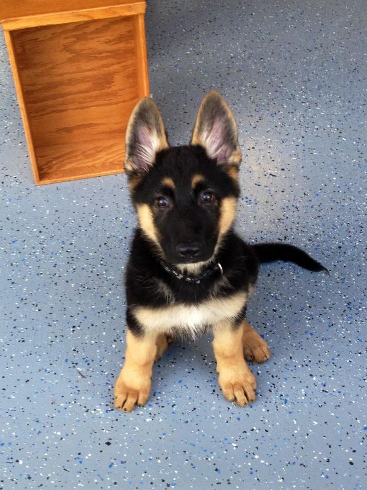How much does a German Shepherd Puppy Cost?