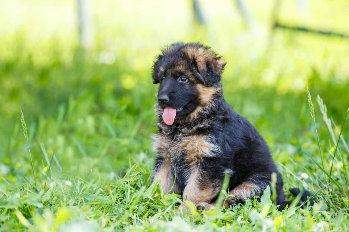 How Much Does a German Shepherd Puppy Cost?