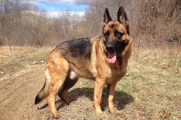 How Much Does a Trained German Shepherd Cost: Know What ...