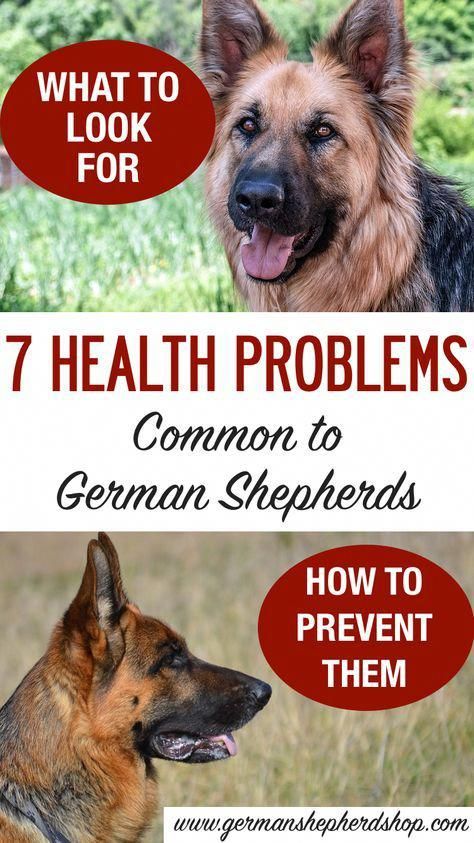 How Much Does It Cost To Get A German Shepherd Groomed
