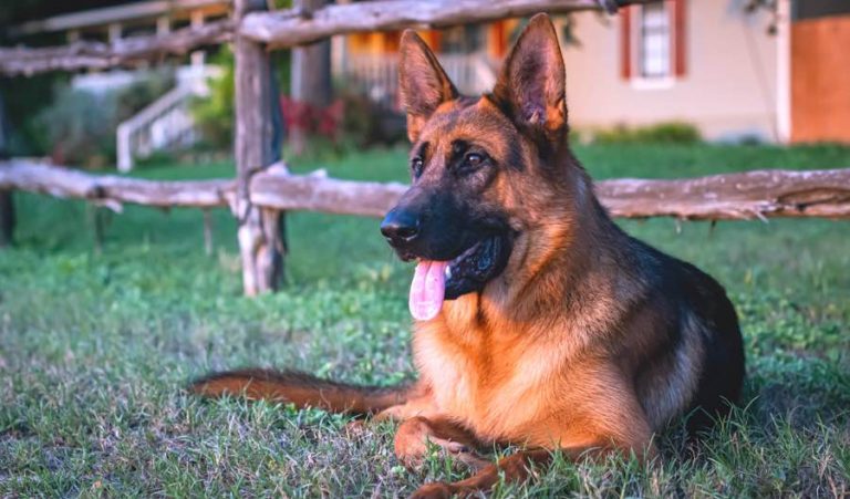 How Much Exercise Does A German Shepherd Need? ~ DogPerDay ...