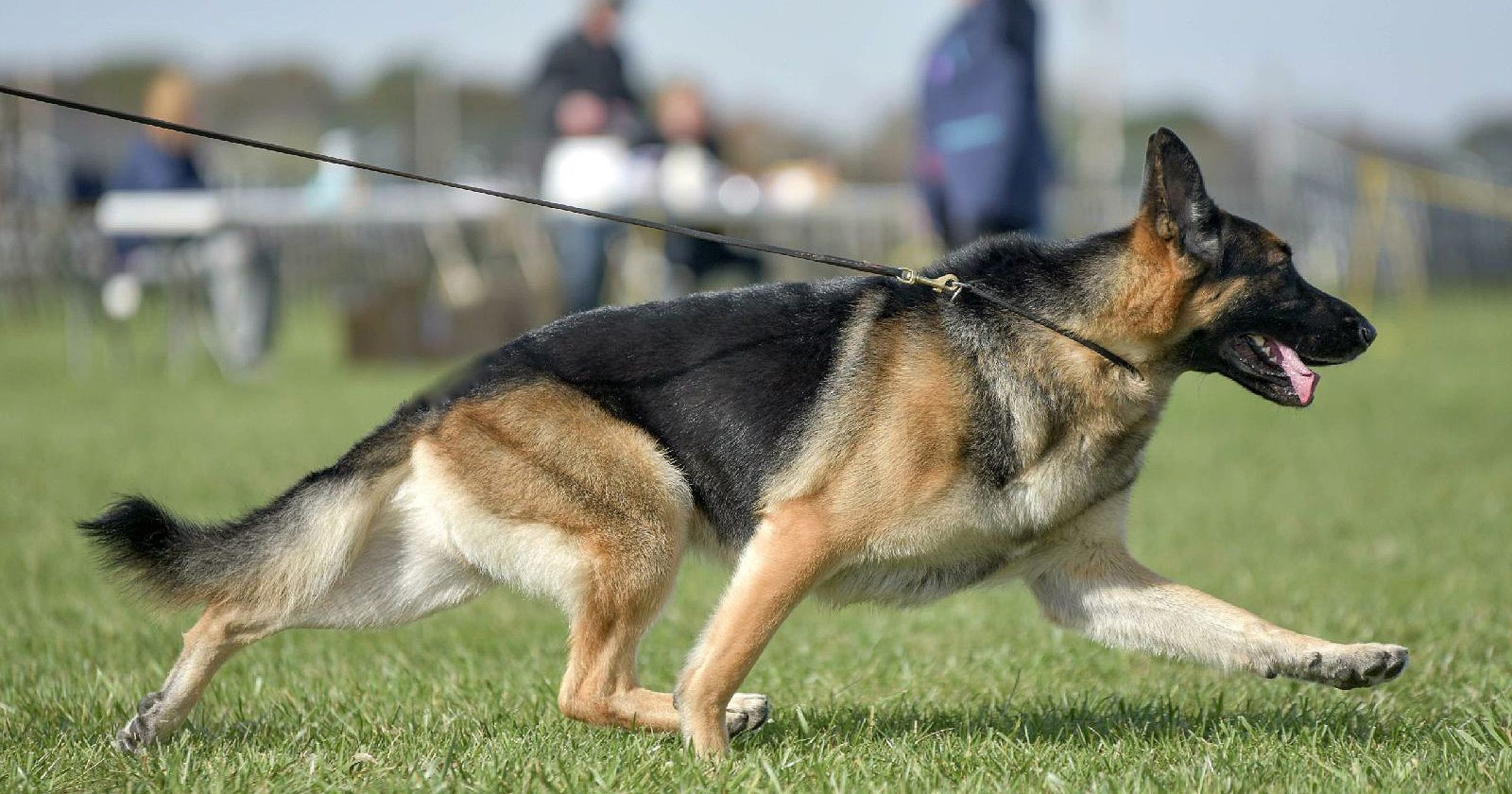 How Much Exercise Does A German Shepherd Need Each Day ...