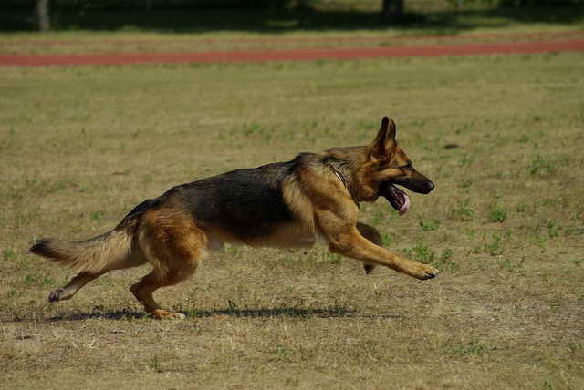 How Much Exercise Does A German Shepherd Need