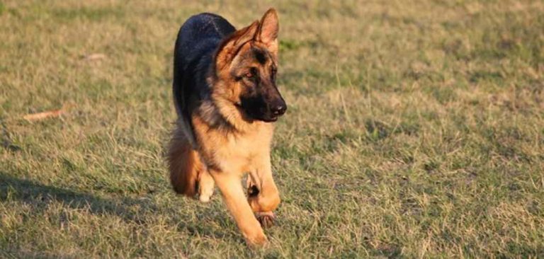 How much exercise does my German Shepherd Puppy need ...