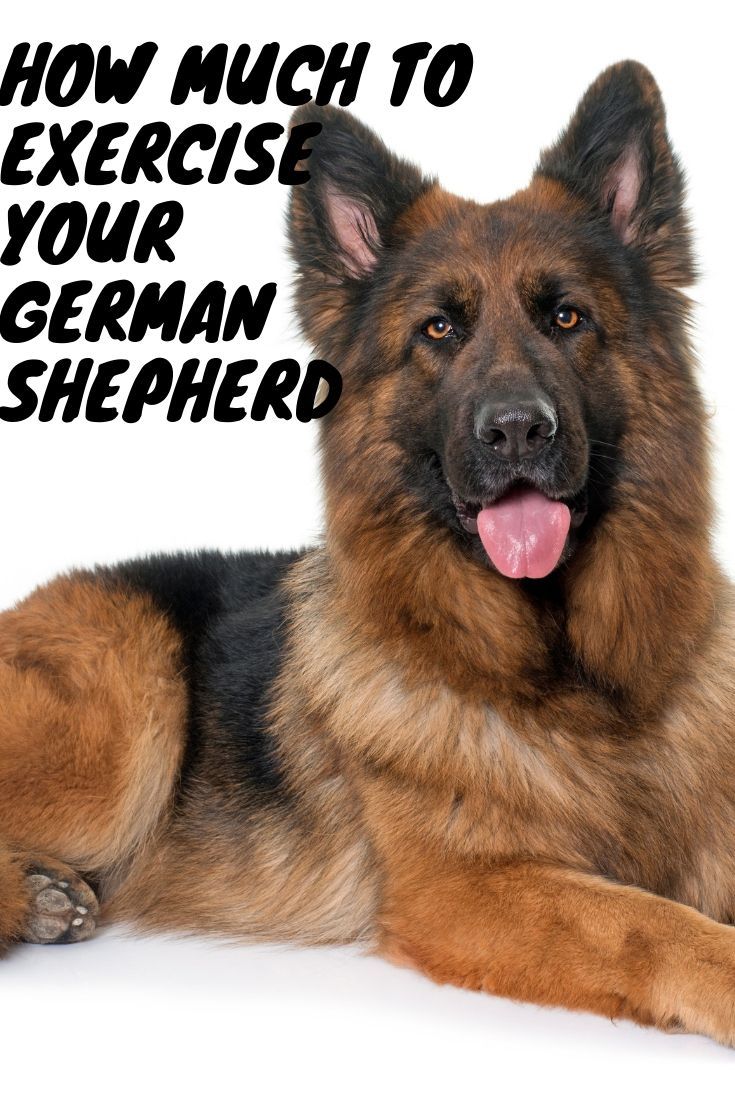 How much exercise German Shepherds need