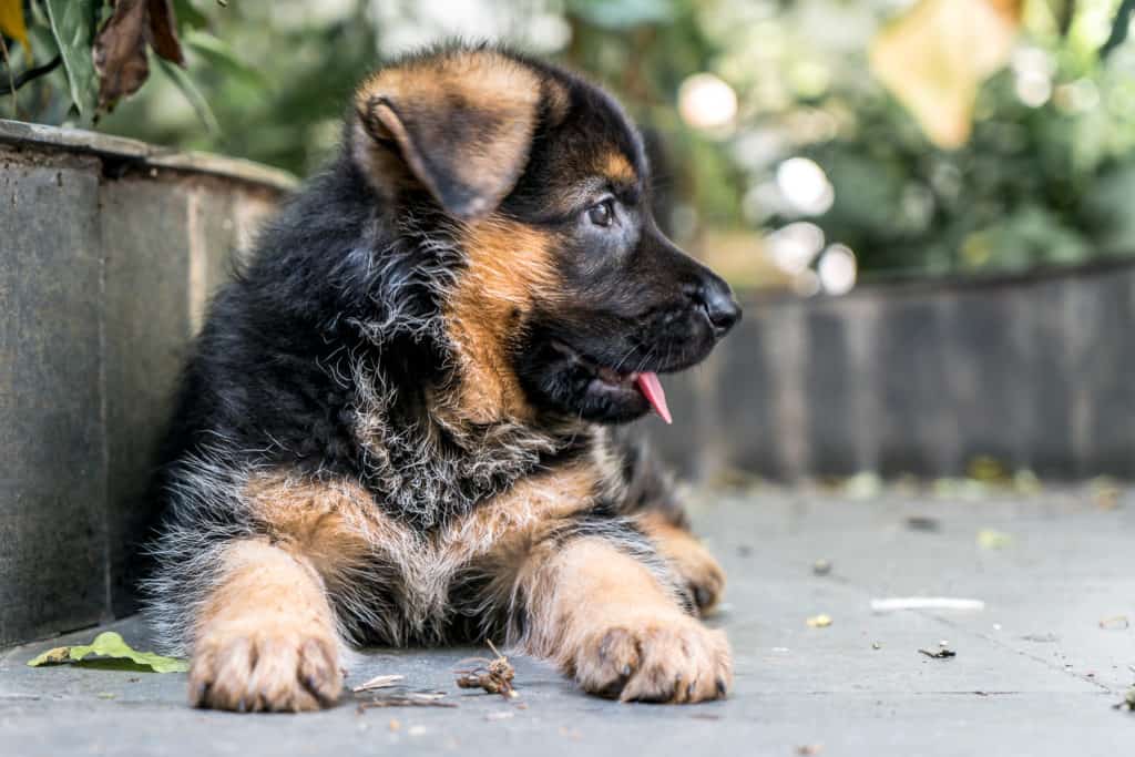 How much food should a 11 week old german shepherd puppy eat