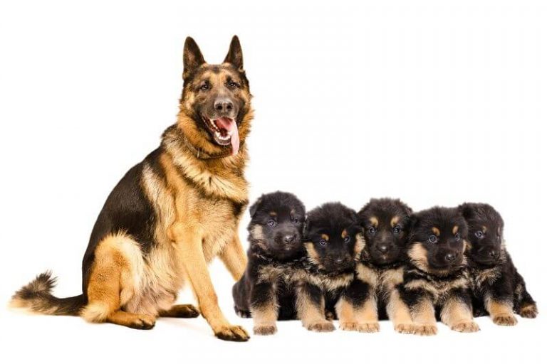 How Much is a German Shepherd? Cost Guide with Calculator ...