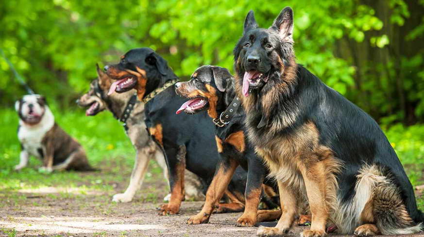 How Much is a Trained German Shepherd Dog