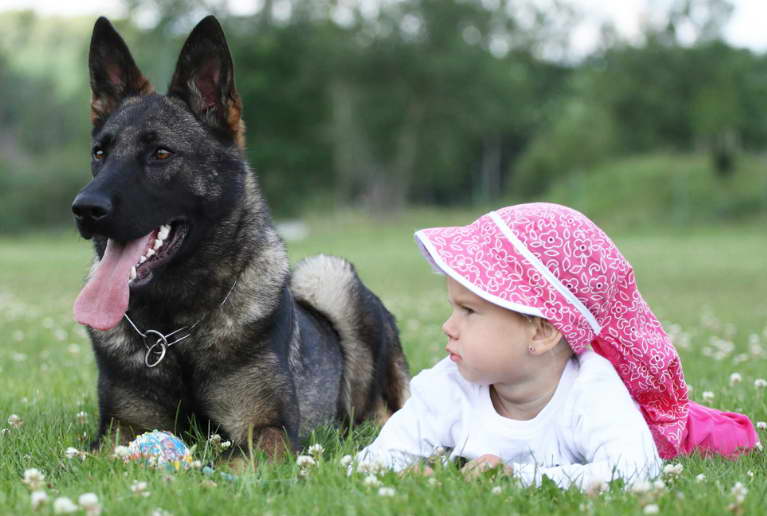 How much is a trained German Shepherd