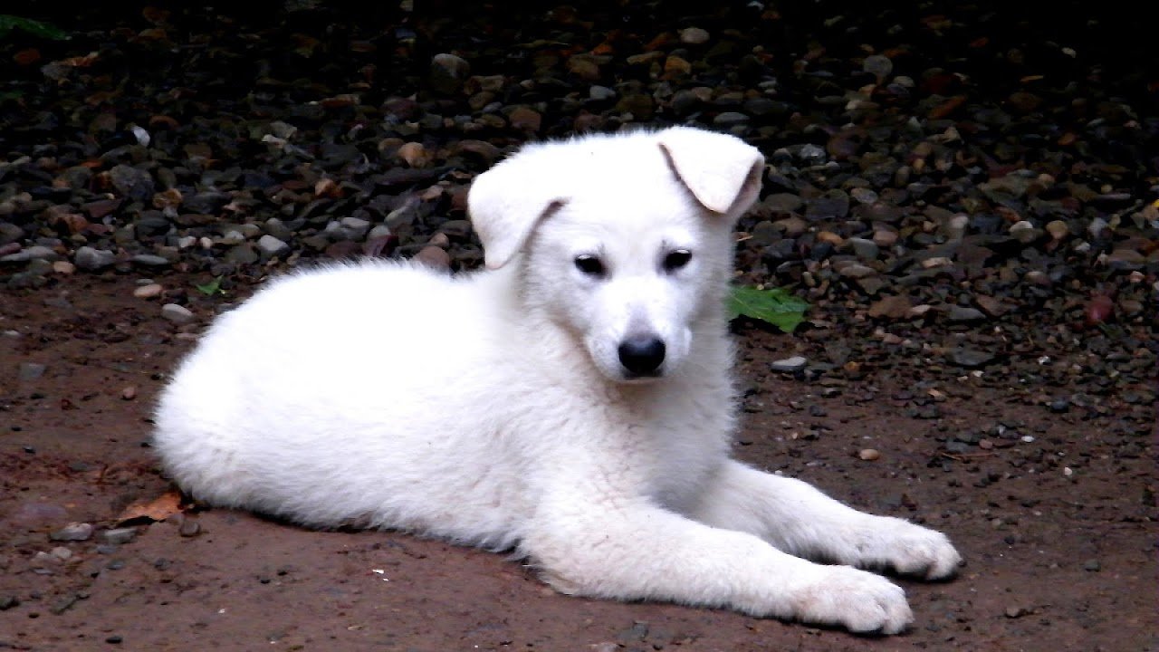 How Much Is A White German Shepherd