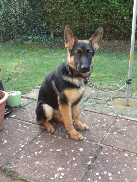 How Much Should A 4 Month Old German Shepherd Eat