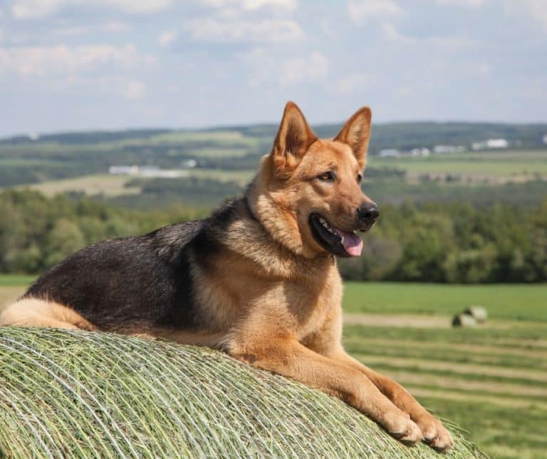 How Much Should a Female German Shepherd Weigh?