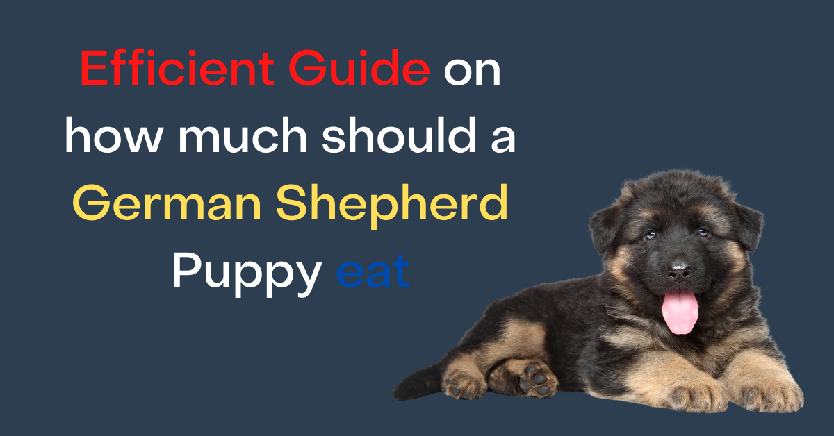 How Much Should A German Shepherd Puppy Eat? Efficient ...